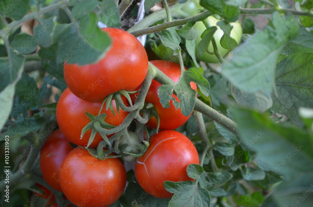 TECHNONICOL, Suudi Arabistan’a tarımsal substrat ihracatına başladı.