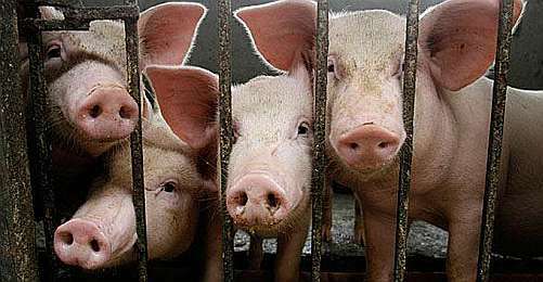 Bu illerde yaşayanlar yedikleri ete dikkat etsinler..