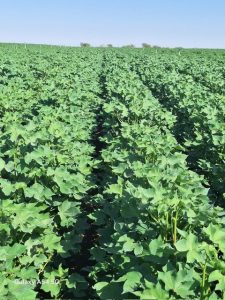 Toprak Depo Değil, Ekosistem: Organomineral Gübre ile Toparlamak