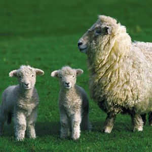 150 Bin Küçükbaş Müjdesi