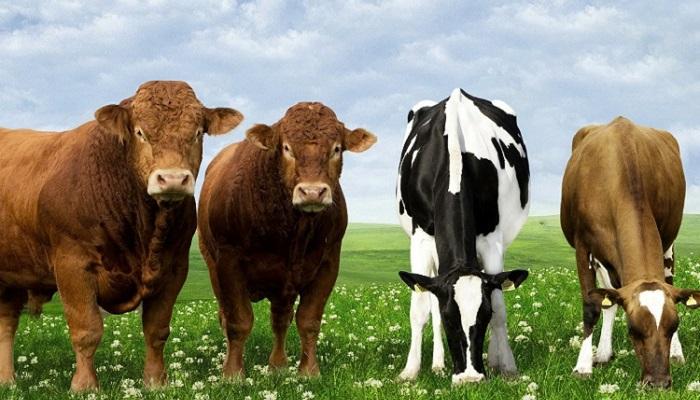 Et ve Süt Kurumundan Besicileri Üzecek İhale