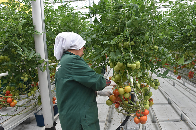 Dört mevsim Domates;  Hem İç Piyasaya Hem de İhracata (Rusya dahil birçok ülkeye) Gidiyor.