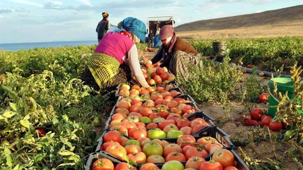 Savaş Gıda Fiyatlarını Etkiledi; Reyonlarda fiyatlar yükseliyor