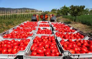 Türkiye’nin Yaş Sebze-Meyve İhracatı 2026’nın ilk Çeyreğinde %30 Arttı