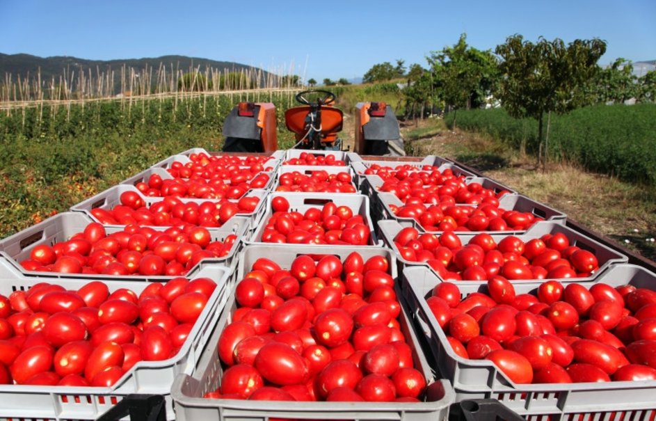 Türkiye’nin Yaş Sebze-Meyve İhracatı 2026’nın ilk Çeyreğinde %30 Arttı