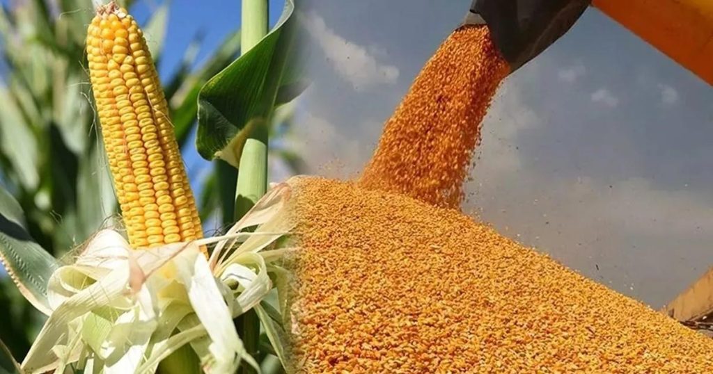 Mısır İthalatında Vergi %5e Düştü