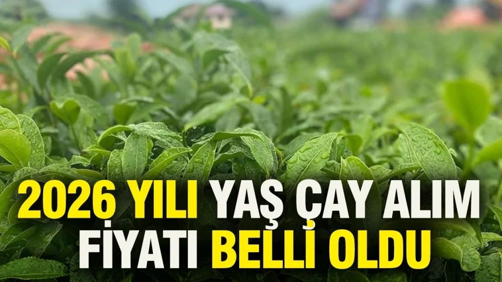 Yaş Çay Alım Fiyatı Açıklandı