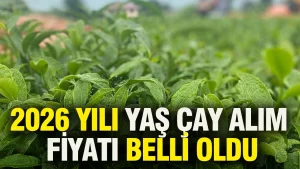 Yaş Çay Alım Fiyatı Açıklandı